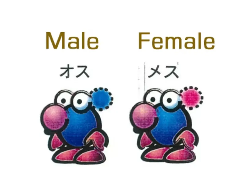 Pikmin 4's Creators On Why Development Isn't Only About Making Miyamoto Happy