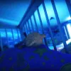 Among The Sleep