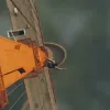 Game Informer